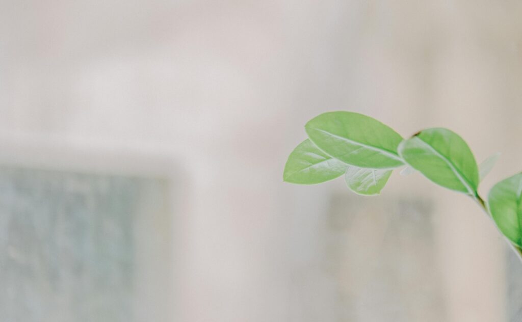 Bright green leaves on a thin branch against a soft, blurred background.